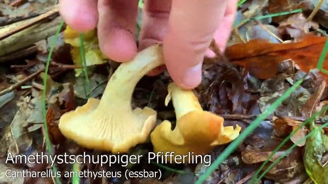 Echter Pfifferling, Blasser Pfifferling, Amethystschuppiger Pfifferling, Samtiger Pfifferling смотреть онлайн