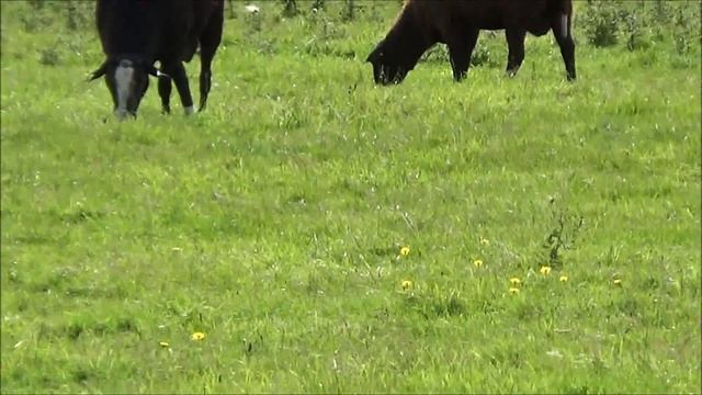 Old MacDonald Had A Farm /Наша Ферма,Лёлик и Болик .Катя СОБИРАЕТ Ягоды /Сосед на АЭРОПЛАНЕ