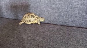 Сухопутная черепаха/ уход и содержание в домашних условиях