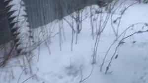 Обшил курятник экологичным ПЭТ профлистом ЭКОПЛАСТ. Что с ним стало через 3 месяца в минус семь.