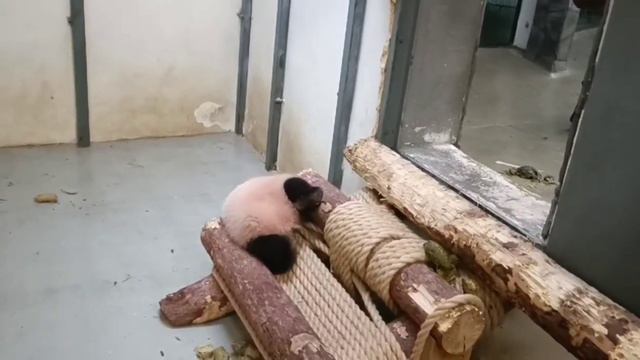 •🐼❤️Мама заняла место Катюши🙂/Московский зоопарк смотреть онлайн