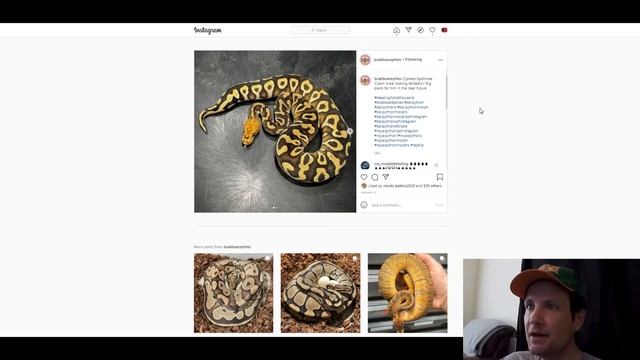 Brad Boa Reptiles Ball Python Morph Combos | Breeder's Spotlight | Jack's Reptiles смотреть онлайн
