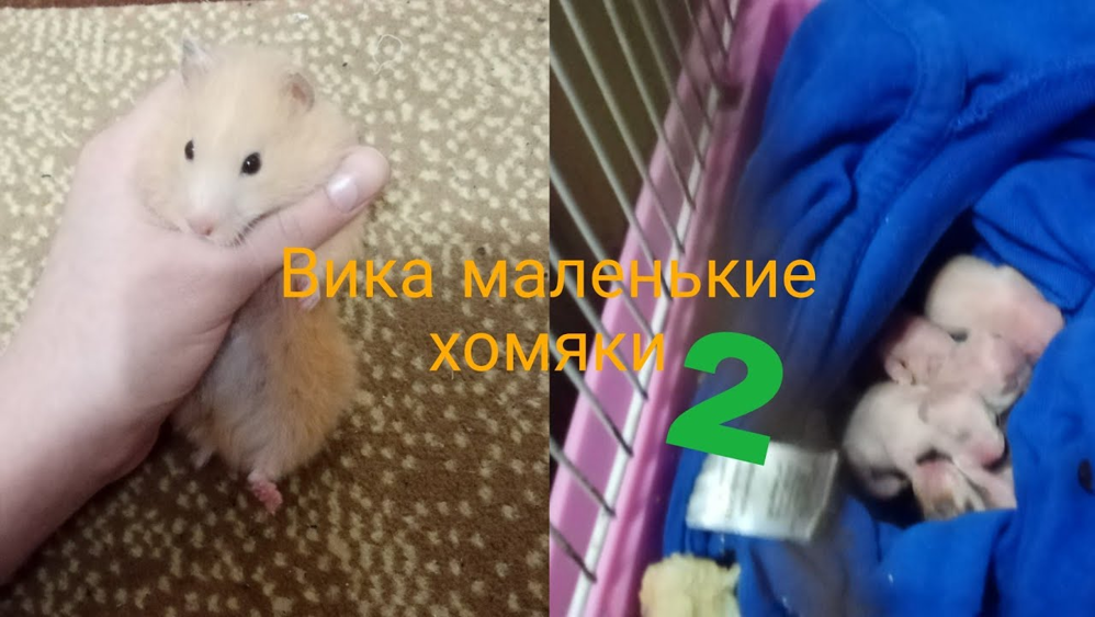 Вика маленькие хомяки 2 смотреть онлайн