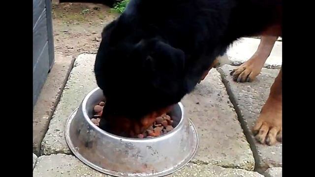 Порода собак Ротвейлер - Описание смотреть онлайн