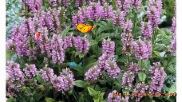 Котовник обыкновенный Пинк Кэт ? котовник Пинк Кэт обзор: как сажать семена котовника Пинк Кэт