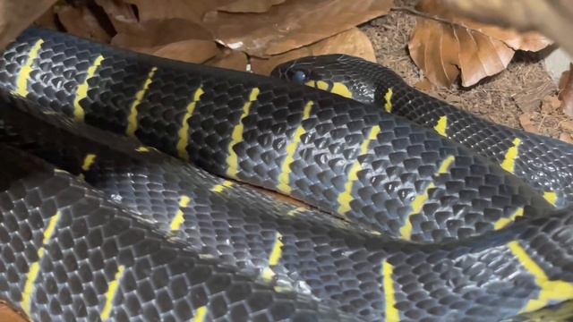 SNAKES: Kayuadi dwarf Reticulated Python , road trip to pair up my snakes! смотреть онлайн