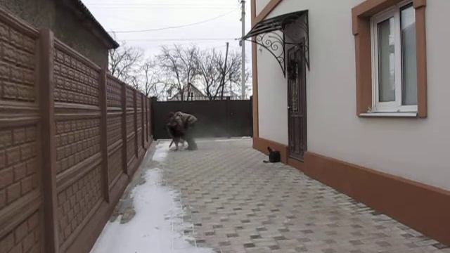 Первое занятие с немецкой овчаркой Трой