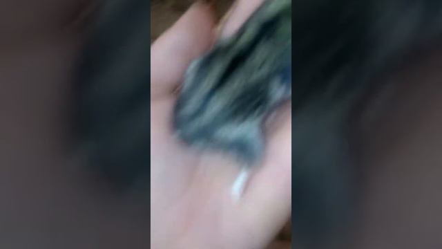 Видео с Маусом. смотреть онлайн