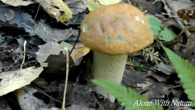 Сбор грибов 2019,собираем в мороз,грибы Сентября)))Грибов мало.Mushroom picking 2019.