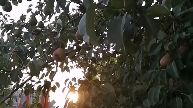 Груша созревает ♥️ смотреть онлайн