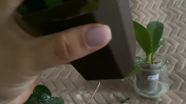 Моя коллекция орхидей, хойи и другие растения🌸 смотреть онлайн
