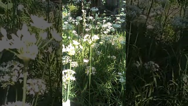 лук Джусай или лук душистый смотреть онлайн