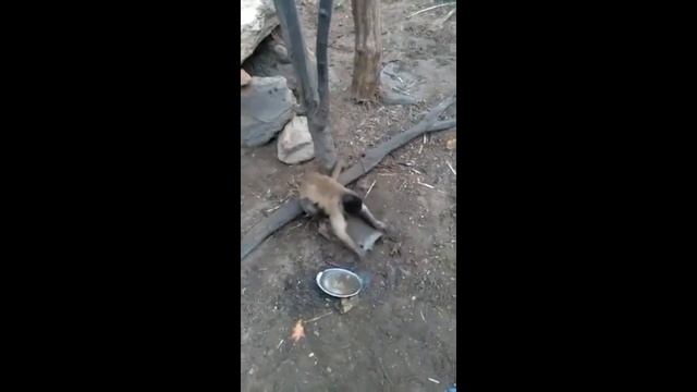 Sharpening a knife is easy. If a monkey can do then so can you смотреть онлайн