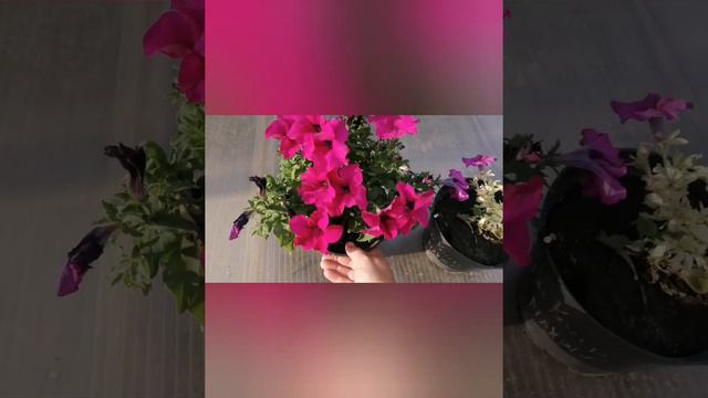 Петуния с мутацией в июле. Часть 3.  Продолжаю наблюдать.