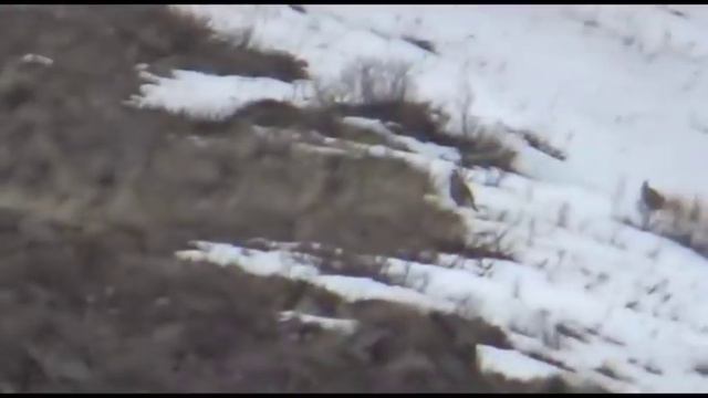 В таласском ущелье Урмарал в объективы камер попали улары, обитающие в высокогорье смотреть онлайн