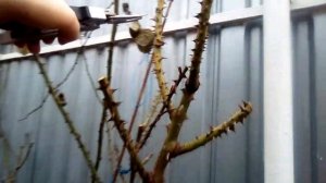 Часть1. Весенняя обрезка плетистой розы Полька на боковые «рогатульки» по типу шраба (куста).