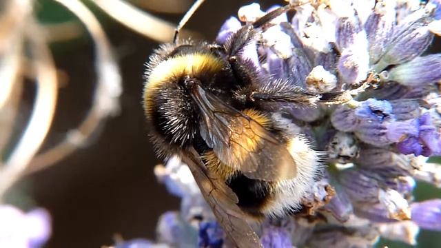 Panasonic Lumix FZ38 HD Video Bee Close-up Part2.MTS смотреть онлайн