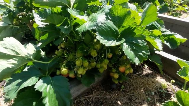 Купила удобные подставки для клубники.Не знала, что такие бывают смотреть онлайн