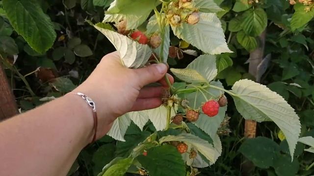 Ремонтантный сорт малины. Начало плодоношения #малина#ремонтантная малина смотреть онлайн