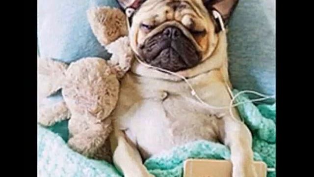 Песня про мопса/about a pug смотреть онлайн