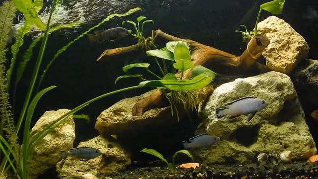 Копия видео "Аквариумистика аквариумные рыбки цихлиды анцытрусы барбусы синодонтисы акваскейпинг" смотреть онлайн