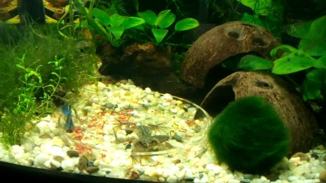 Петушки и лягушки гименохирусы смотреть онлайн