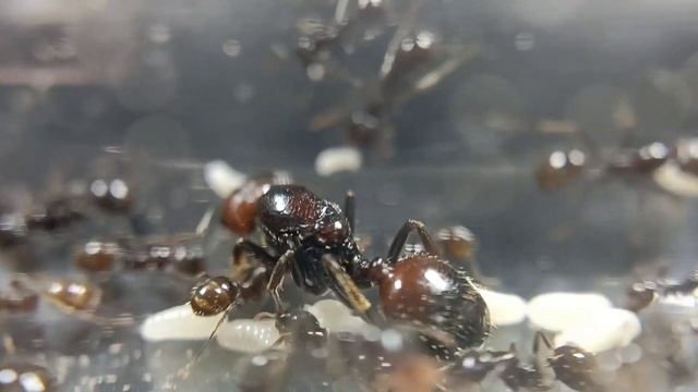 Messor Barbarus, самая бюджетная экзотика?