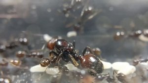 messor barbarus, самая бюджетная экзотика?