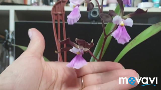 Энциклия наконец то  расцвела .(Encyclia Cordigera.)