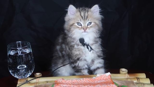 ASMR: Kitten eats HUGE salmon смотреть онлайн