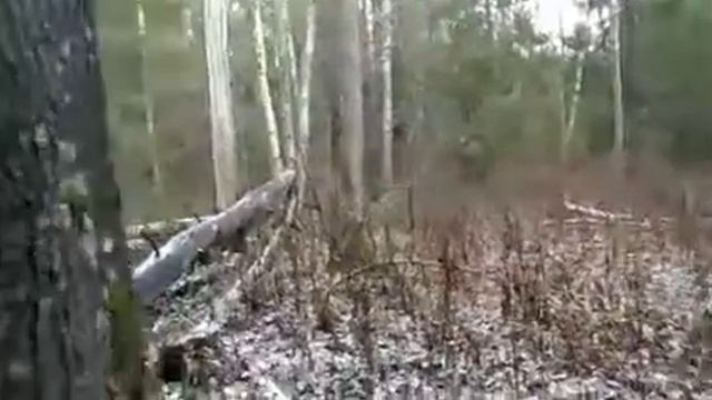 Русские гончие. Дипломная работа Вожака. смотреть онлайн