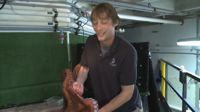 Why We're Suckers for the Giant Pacific Octopus смотреть онлайн