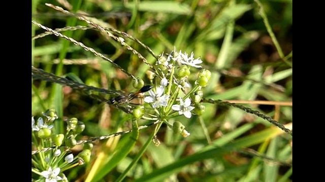 Red-banded Sand Wasp Visits Oriental Garlic Flowers 240fps