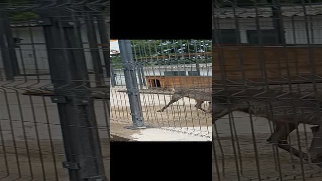 канадские волки смотреть онлайн