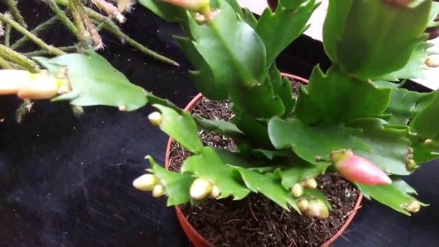 My Schlumbergera truncata aka Thanksgiving cactus in beautiful golden yellow bloom смотреть онлайн