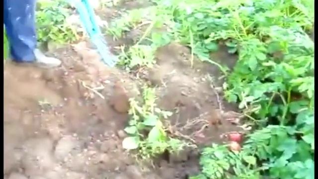 Ручная картофелекопалка 1 смотреть онлайн