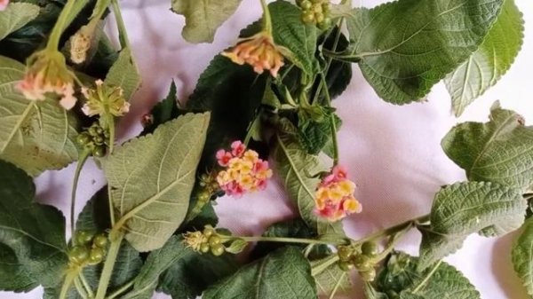 Benefits of Lantana camara/Putus. How to grow Putus.
