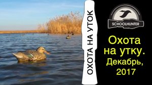 Охота на утку. Декабрь 2017