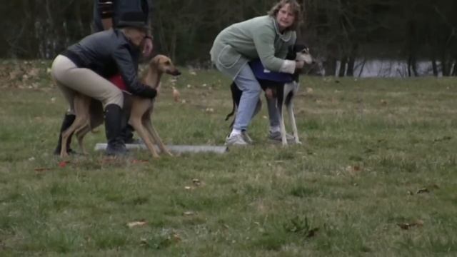 Lévriers Sloughi en Course de Poursuite à Vue sur Leurre.... смотреть онлайн