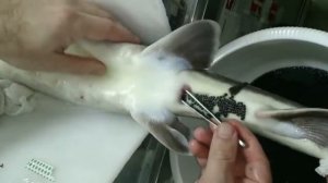 Получение черной икры у осетровых рыб