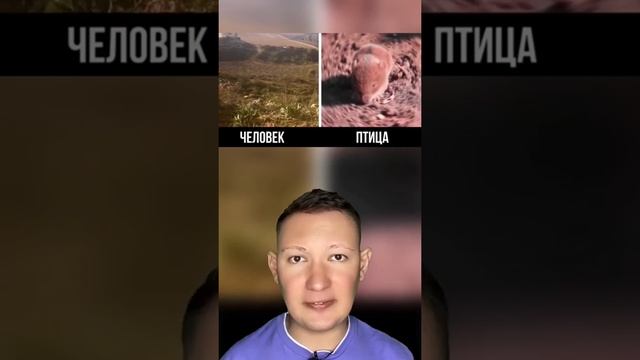 Вот так животные видят своими глазами смотреть онлайн