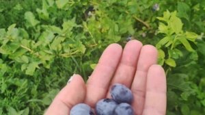 ?Голубика сорт Патриот? средний срок созревания. 30.06.2023 Ставрополь.