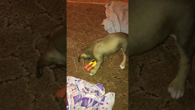 Стаффордширский терьер Дени🐶. Ее первая игрушка 🐤 смотреть онлайн