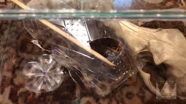 Террариум для паука-птицееда Pterinochilus murinus смотреть онлайн