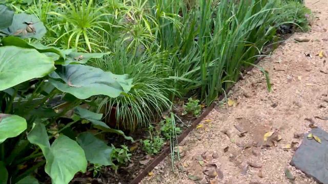 December 15, 2022 Cottage Butterfly Garden in Houston zone 9a @JosTXGarden смотреть онлайн