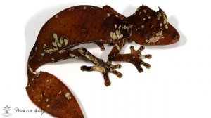 Геккон листохвостый/Listovoi Gecko