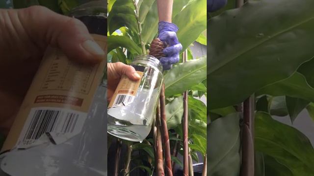 Shampoo Ginger Milking - 