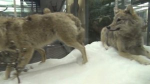 Зоологический музей, Санкт-Петербург/Zoological Museum (St. Petersburg)