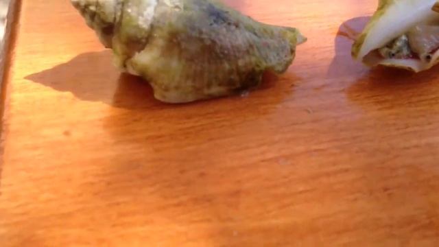 Говорящие улитки смотреть онлайн