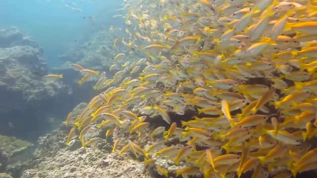 Стайный танец дайвинг Веселый Роджер Пхи Пхи смотреть онлайн